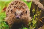 Hedgehog Friendly Development Example