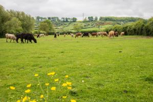 Government accelerates roll out of the Sustainable Farming Incentive (SFI)