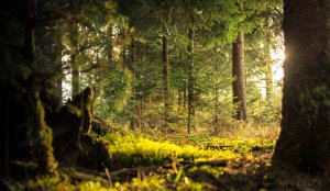 England Woodland Creation Offer (EWCO)