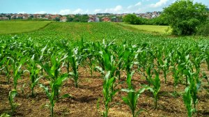Agricultural facts: East Midlands region by DEFRA